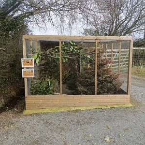 Fischer's lovebird and Mountain quail aviary 170219