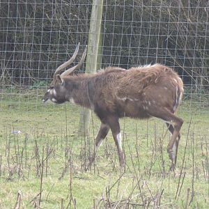 Western sitatunga 170219