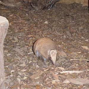 Three-banded armadillo 170219