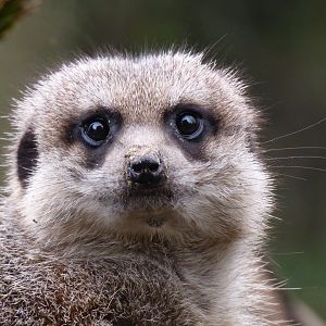 Meerkat 170219