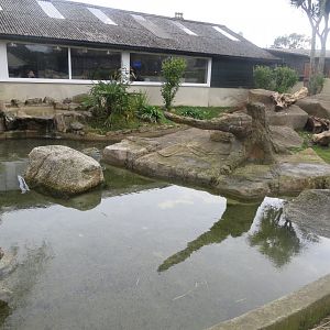 Asian small-clawed otter enclosure 190219