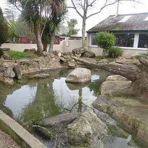 Asian small-clawed otter enclosure 190219