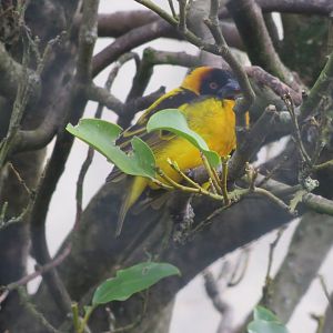 Entrance Aviary - Village weaver 190219