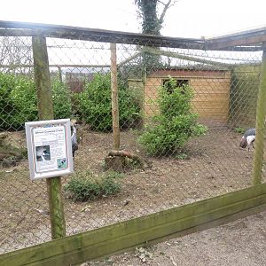 Grey-crowned crane enclosure 190219