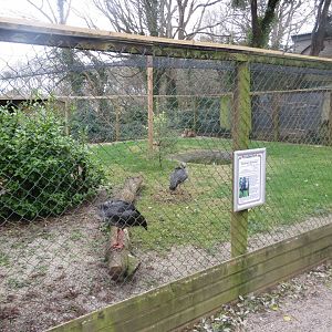 Southern screamer enclosure 190219