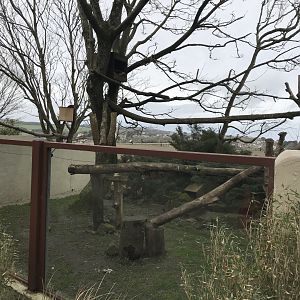 Nepalese red panda enclosure 190219