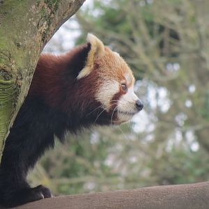 Nepalese red panda 190219