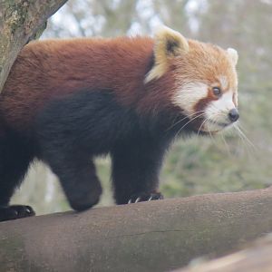 Nepalese red panda 190219