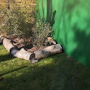 Video - Komodo Dragon outdoor Exhibit footage