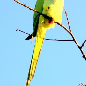 Ring-necked parakeet; Barnes; 23rd February 2019
