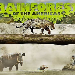 The Rainforest of the Americas | Zoo Tours