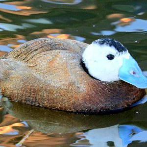 White-headed duck; Barnes; 23rd February 2019