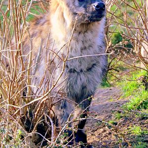 Spotted hyaena; Colchester; 17th February 2019