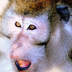 Crab-eating macaque; Southend; 13th February 2019