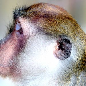 Crab-eating macaque; Southend; 13th February 2019