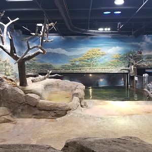 Indoor hippo exhibit, land part