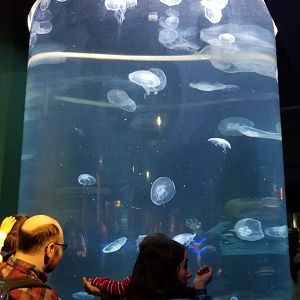 Moon jelly tank