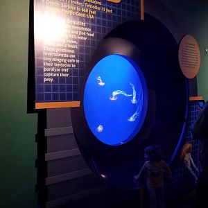 Pacific sea nettle tank