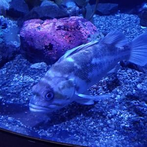 Unidentified fish in wolf eel tank
