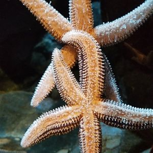 Forbes sea star