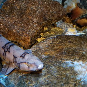 Chain catshark