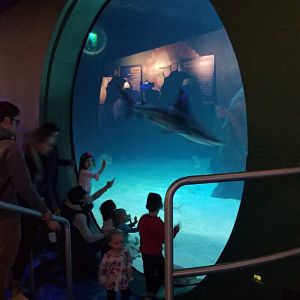 First view of main shark tank