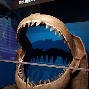 Megalodon mouth