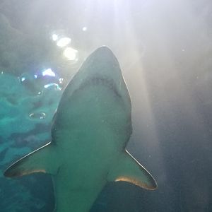 Shark in tunnel