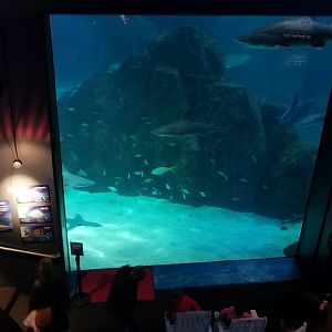 Main viewing window for Shark Realm from above