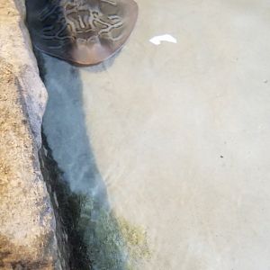 Species ID? Touch A Shark tank