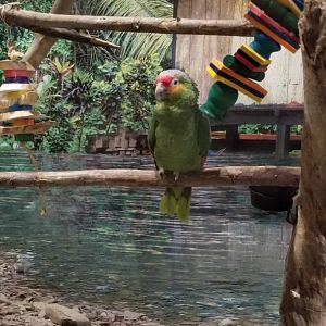 Red-lored Amazon Parrot