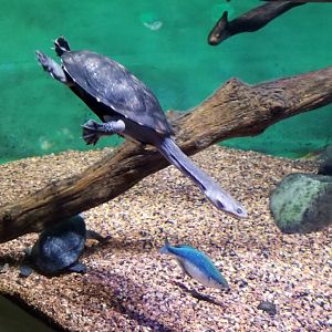 Common snake-necked turtle, rainbowfish