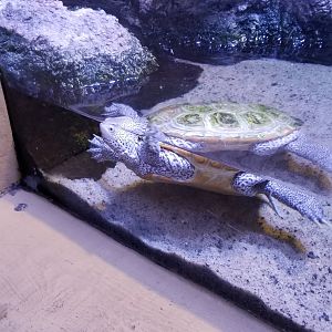 Diamondback Terrapin