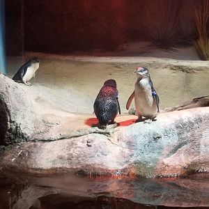 Little blue penguins