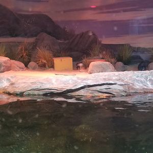 Little blue penguins