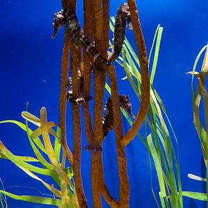 Lined seahorses