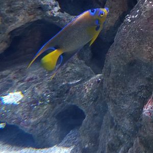 Queen Angelfish