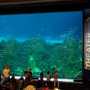 Bottom window of hammerhead tank