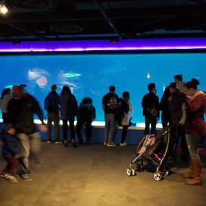 Upper viewing window for hammerhead tank