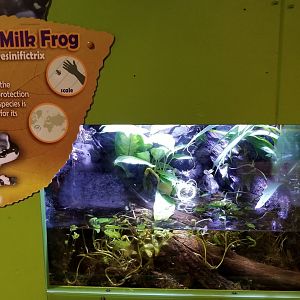 Amazon Milk Frog