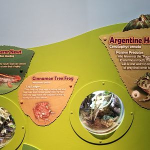 Mossy frog and Horned frog exhibits
