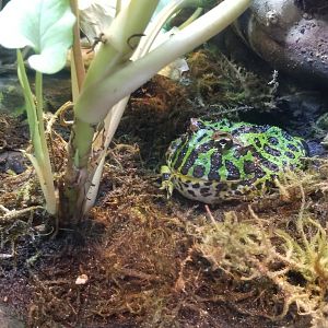 Argentine horned frog