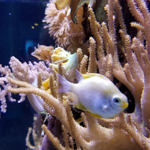 Golden Damselfish
