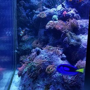 The Nemo tank... hippo tang, clownfish