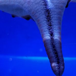 Chocolate chip seastar