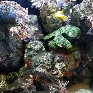 Lionfish tank