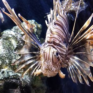 Red lionfish