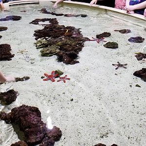 Upstairs touch tank, stars and urchins