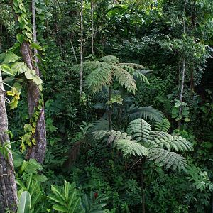 Parc des Mamelles     Guadeloupe