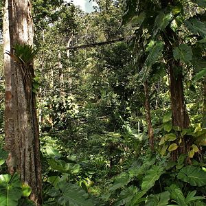 Parc des Mamelles Guadeloupe